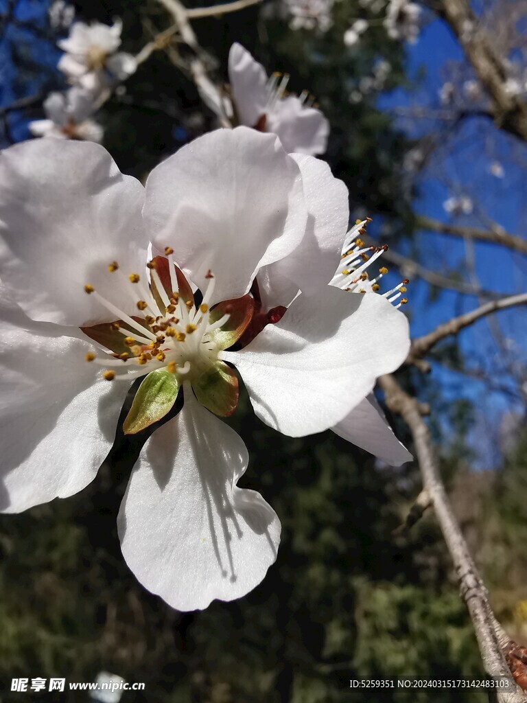 桃花盛开