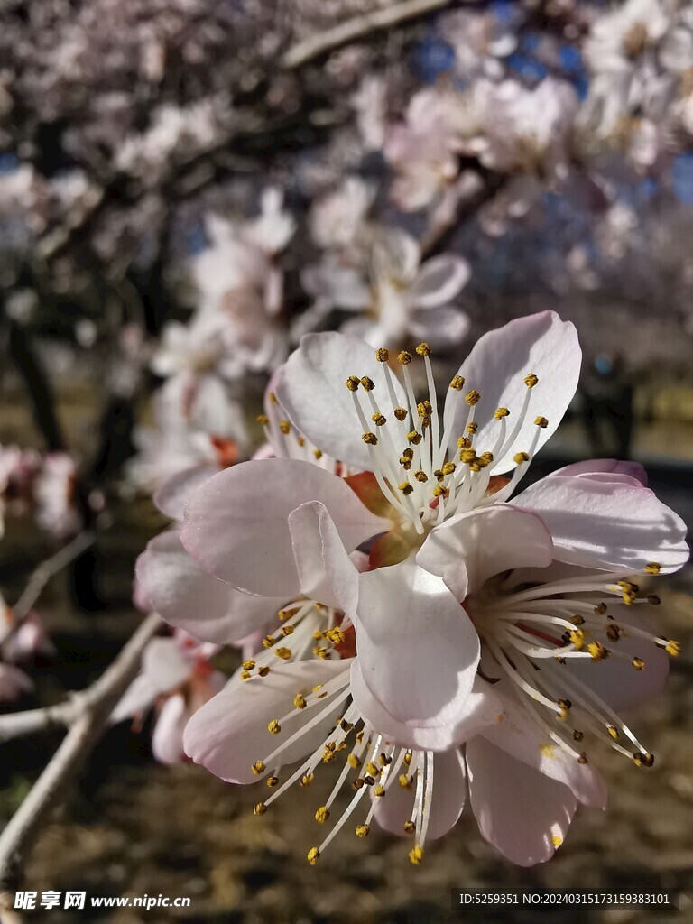 桃花