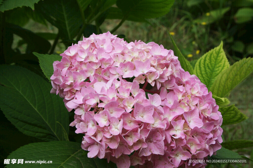 植物