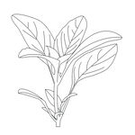 植物树叶线稿矢量