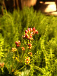 花蕊