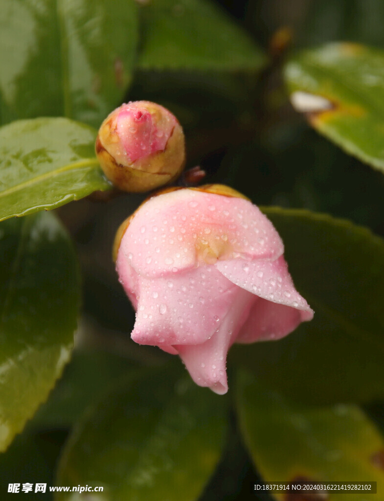 茶花