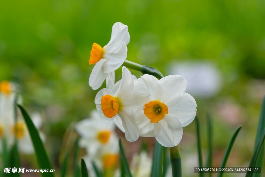 水仙花