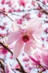 玉兰花