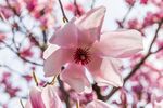 玉兰花