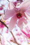 玉兰花