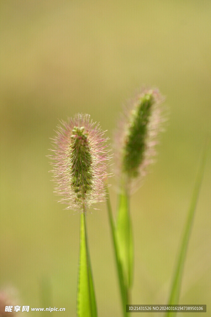 狗尾巴草