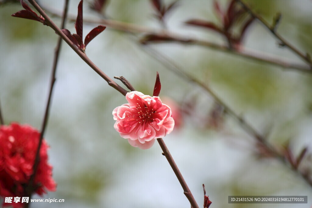 梅花