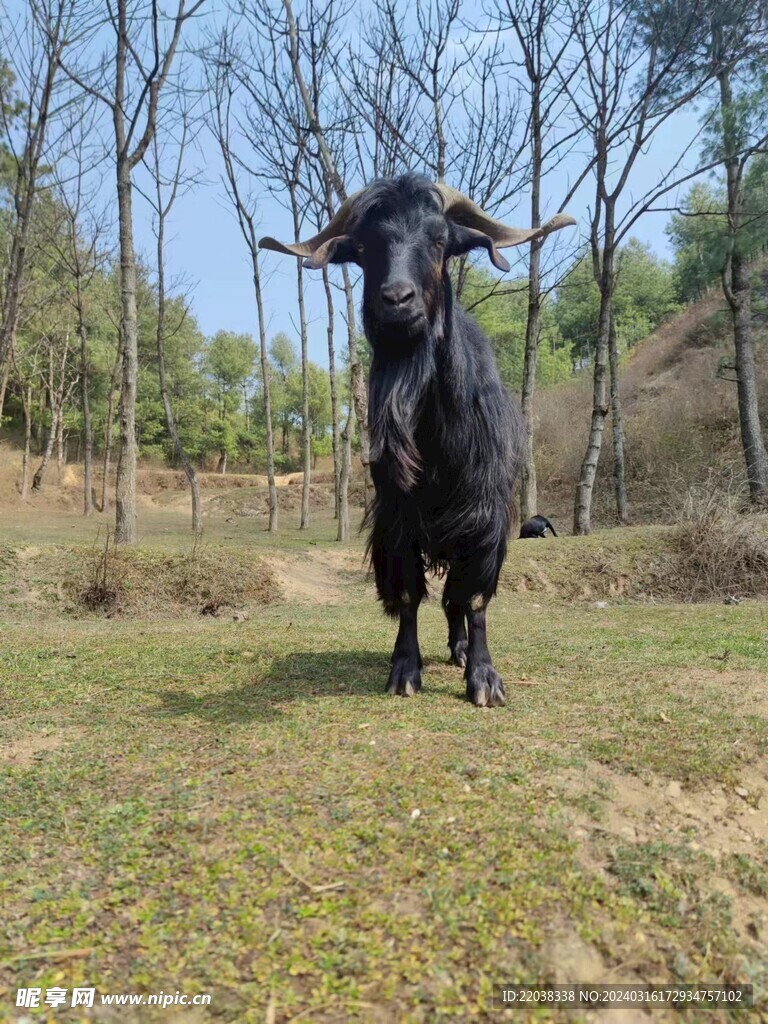 黑山羊