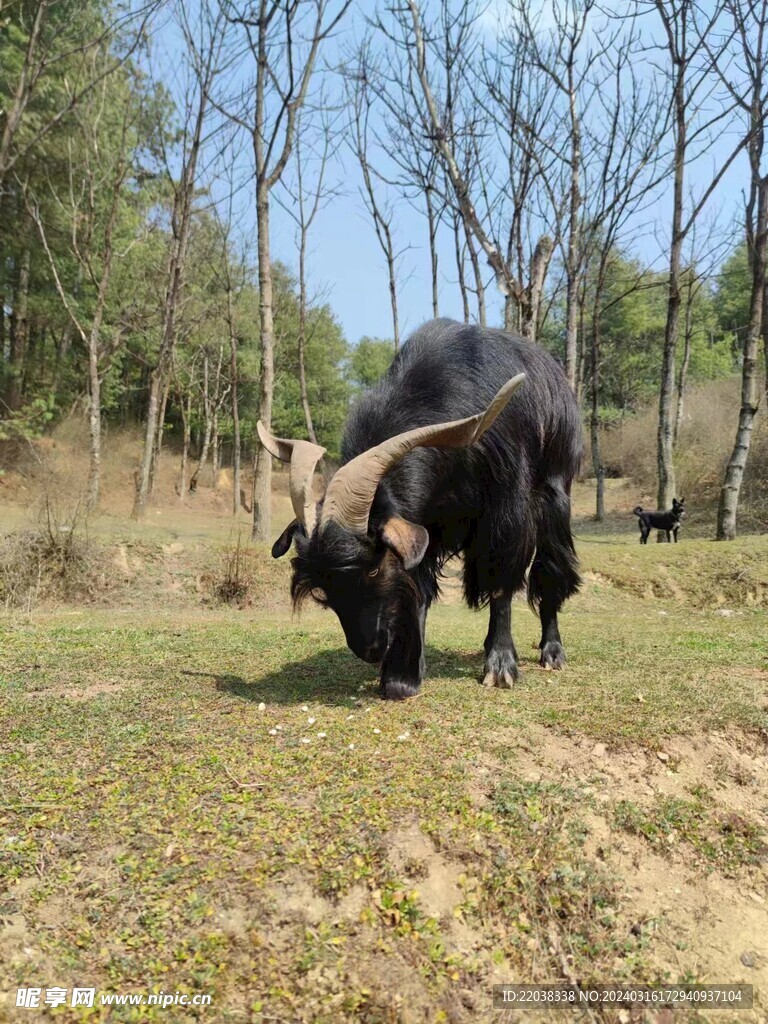 黑山羊