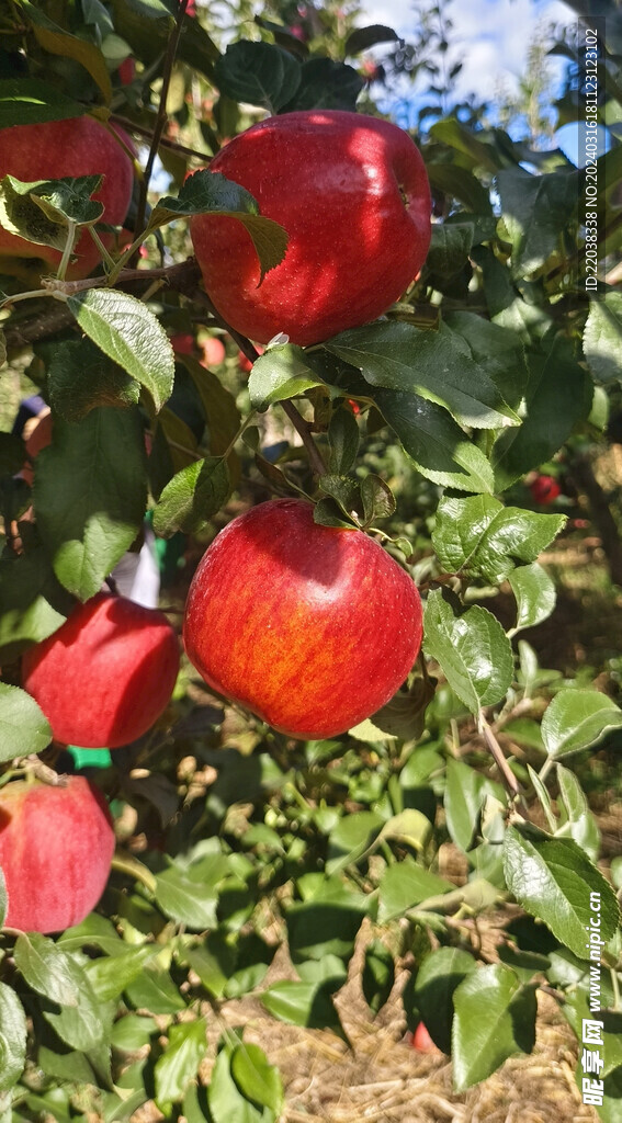 昭通苹果