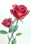 手绘水彩画玫瑰