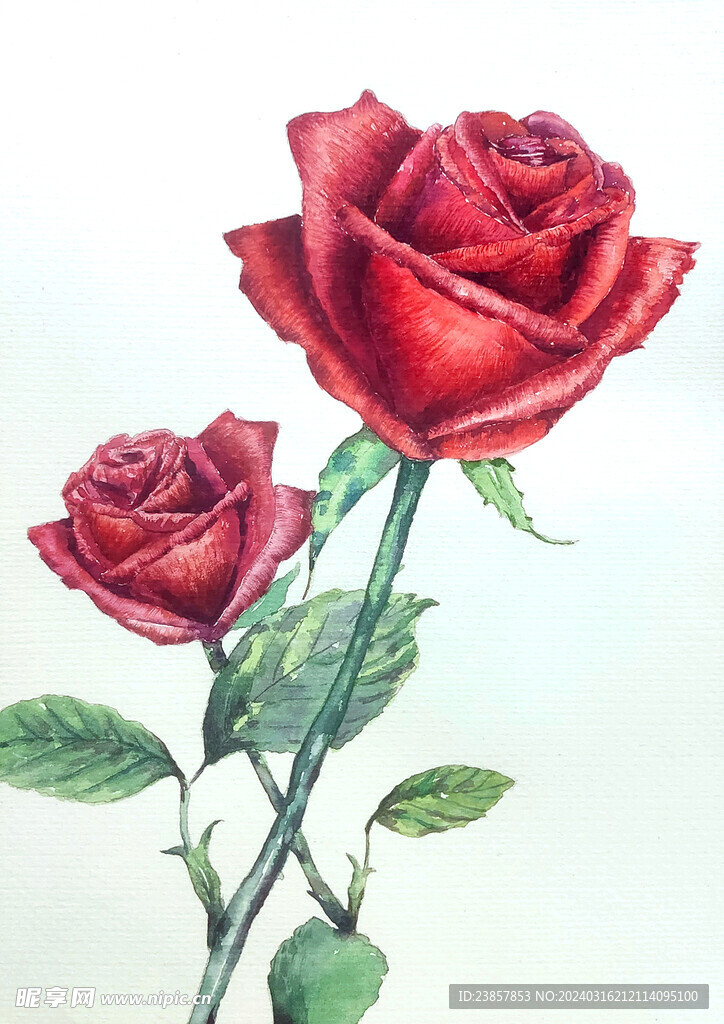 手绘水彩画玫瑰