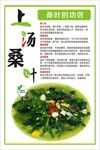 上汤桑叶功效