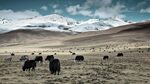 西藏 牦牛雪山