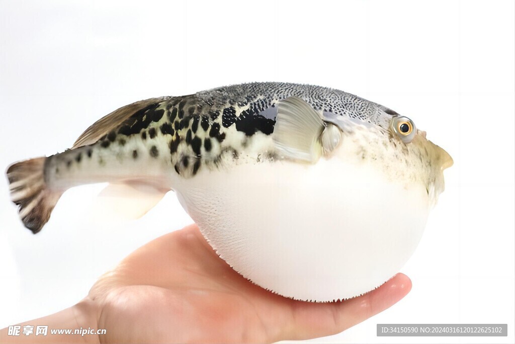 河豚鱼