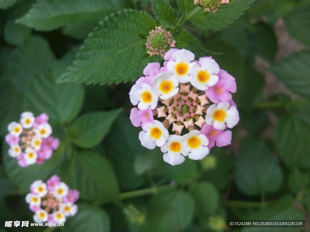 繁花