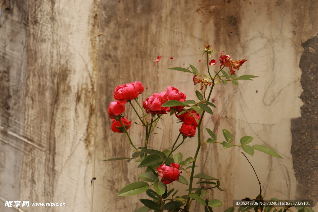 角落的小红花