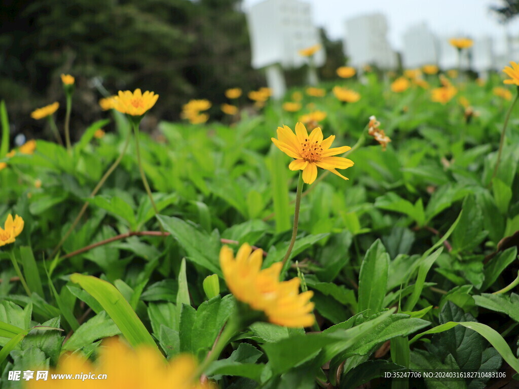 小黄花