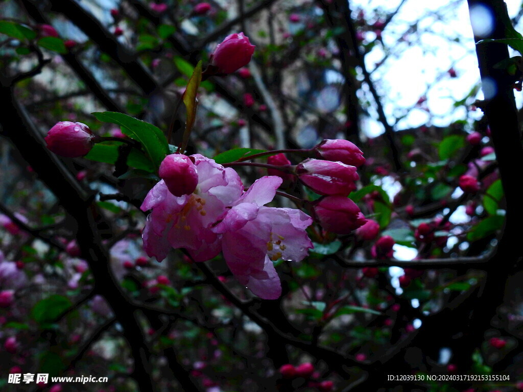雨中海棠花摄影