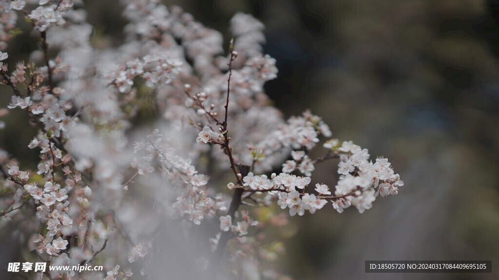 春暖花开