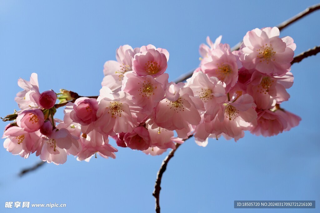 樱花