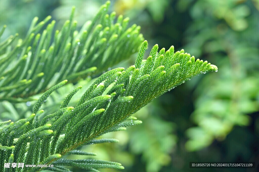 诺福克岛松