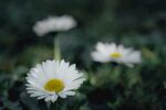雏菊