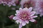 粉红色花朵