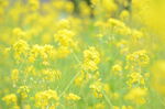 油菜花