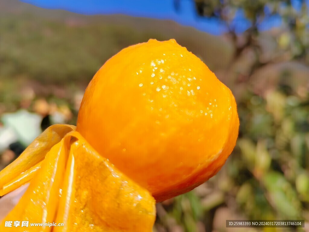 枇杷栽培