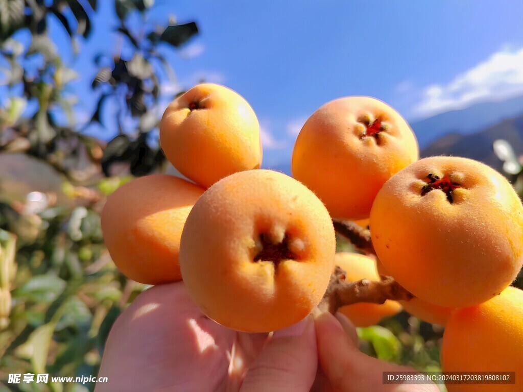枇杷栽培