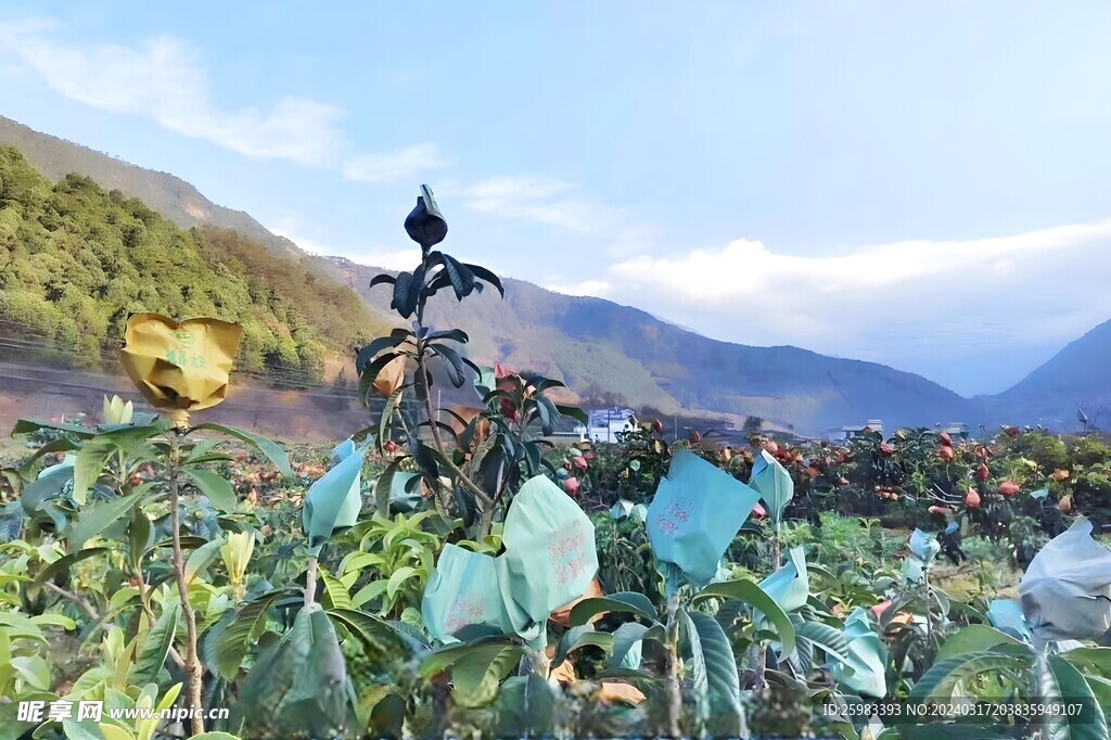 枇杷栽培