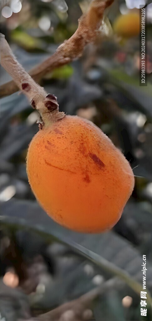 枇杷栽培