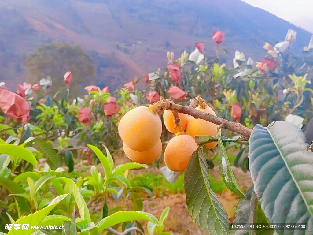 枇杷栽培