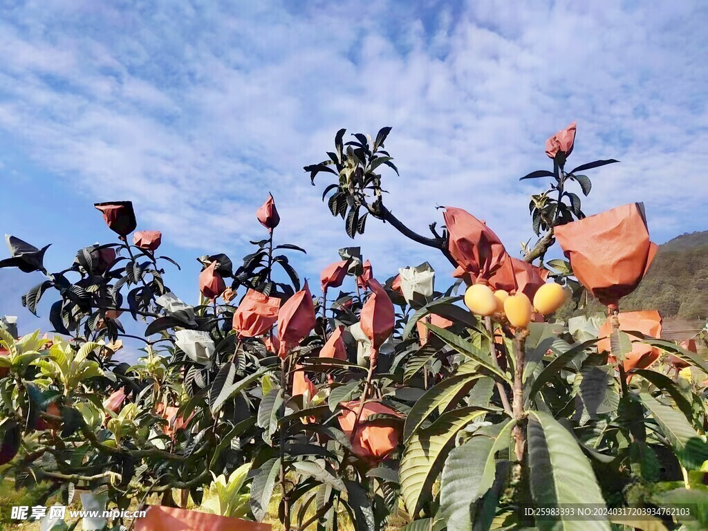 枇杷栽培