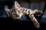 猫猫