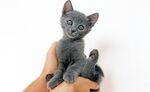 猫猫