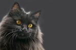 猫猫