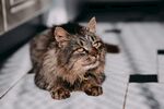 猫猫