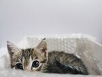 猫猫