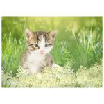 猫猫