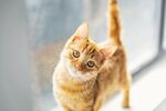 猫猫