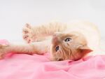 猫猫