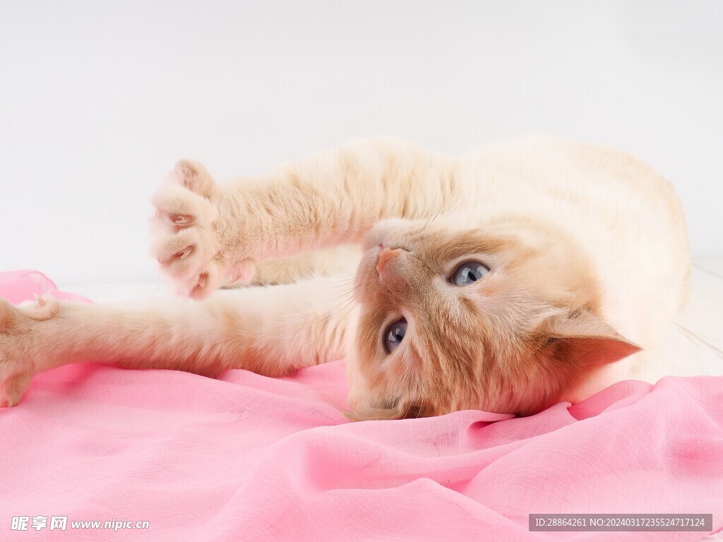 猫猫