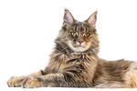 猫猫