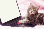 猫猫