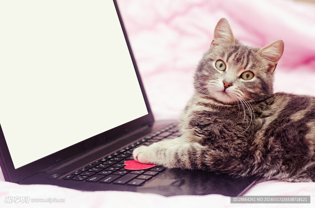 猫猫