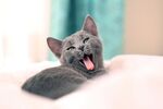 猫猫