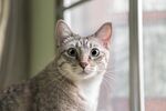 猫猫